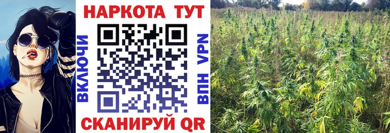 МЕФ Кашира
